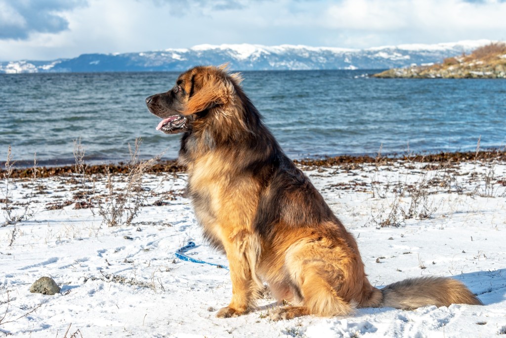 Photo of a Leonberger sitting on snowy ground. There is a lake in the background as well as snowcapped mountains.