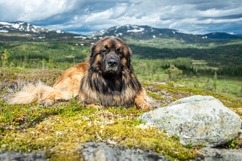 An old Leonberger is lying down. In the background is beautiful nature, plants, and mountains.