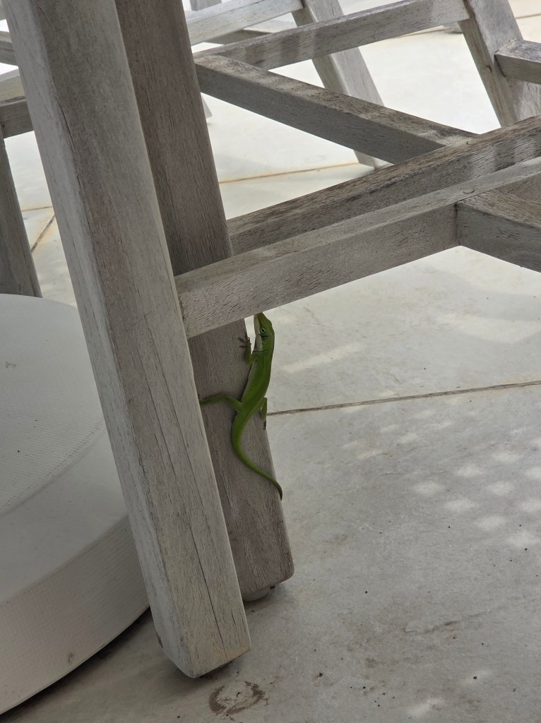 The photo shows a green lizard climbing up a wooden table leg.
