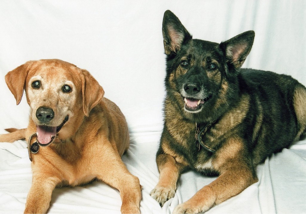 Our yellow Labrador Baylor is on the left and our brown and black German Shepherd Baby is on the right.