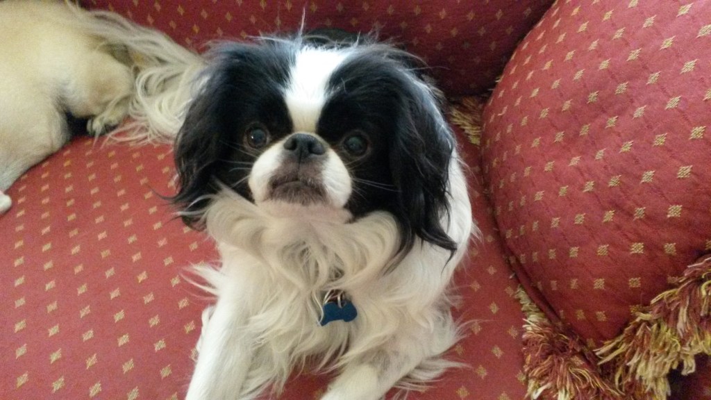 Our black and white Japanese Shin Ryu is on our red sofa. You can see our pug Daisy in the upper left corner.