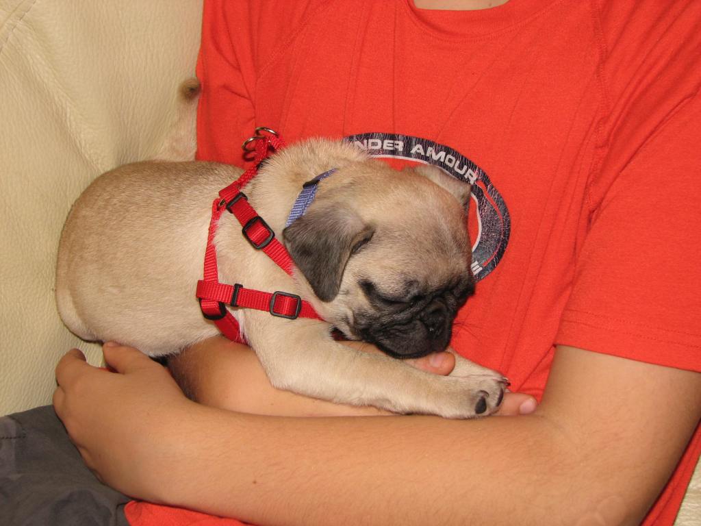 Photo of our son David on the sofa holding a little pug puppy in his arms.