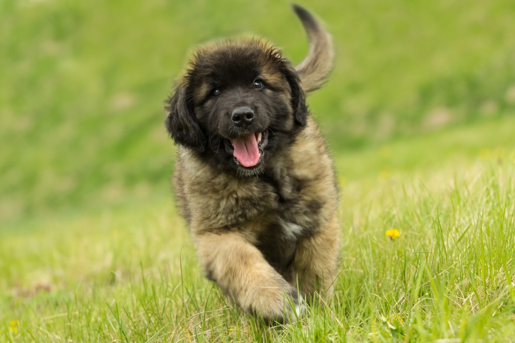 Leonberger puppy running through green grass. The puppy has its mouth open, and he is looking straight into the camera.