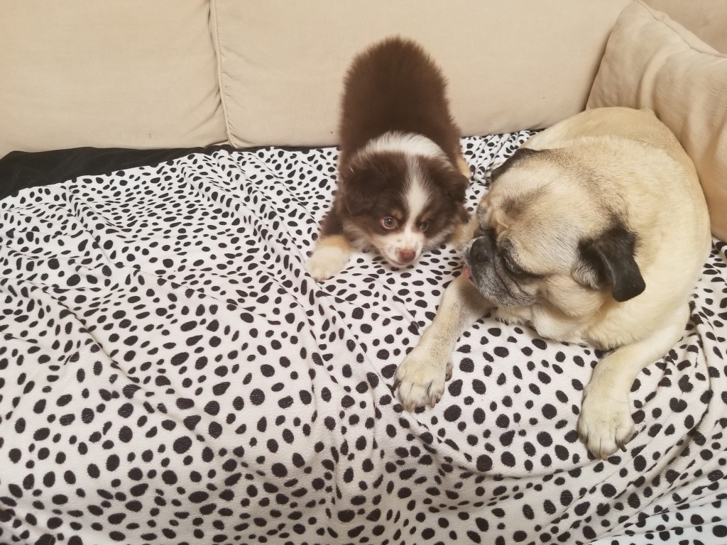 The photo shows our pug Daisy on the right and our little mini-Australian Shepherd puppy Rollo on the left. They are on the sofa.
