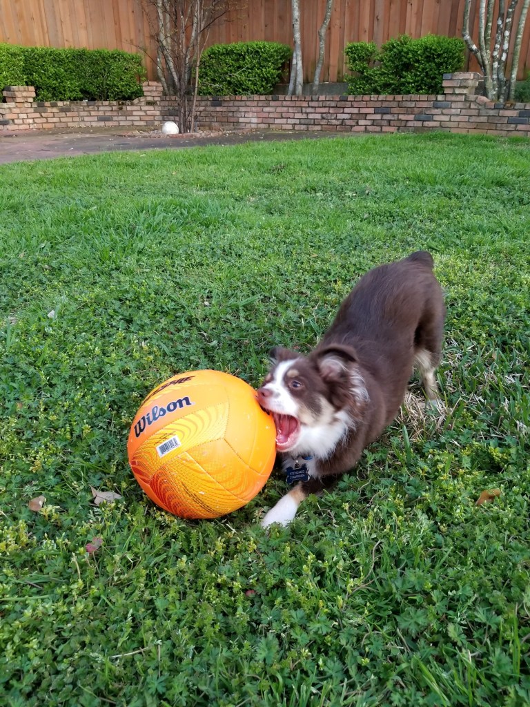 Our mini-Australian Shepherd puppy Rollo is playing with an orange volleyball on the green grass.