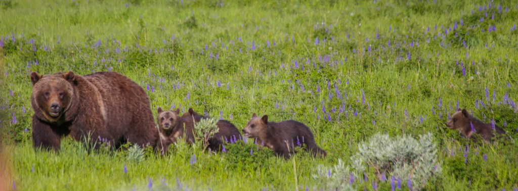 rizzly 399 in the meadow. She is followed by her three cubs.