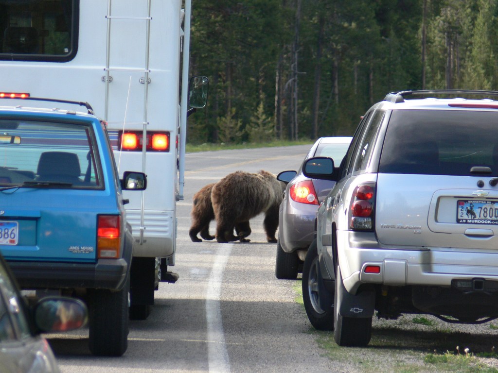Cars a trailer, and grizzly mother with her cubs on the road.