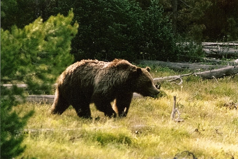 A grizzly bear is walking out of the thicket in a forest nearby the road.