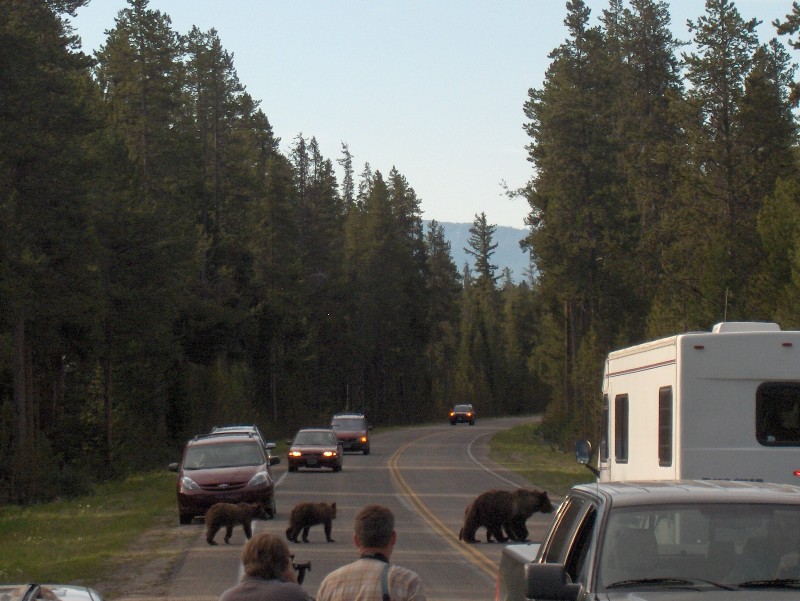 Six cars a car with a big trailer and a grizzly mother and three cubs on the road.