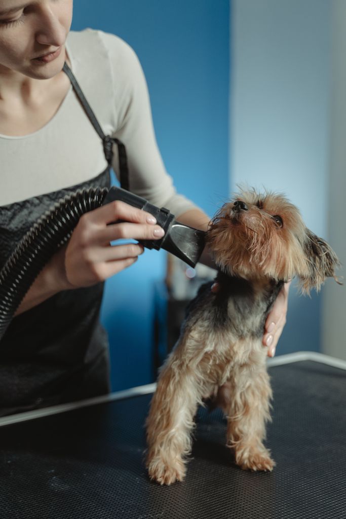 A woman is grooming a small hairy dog.