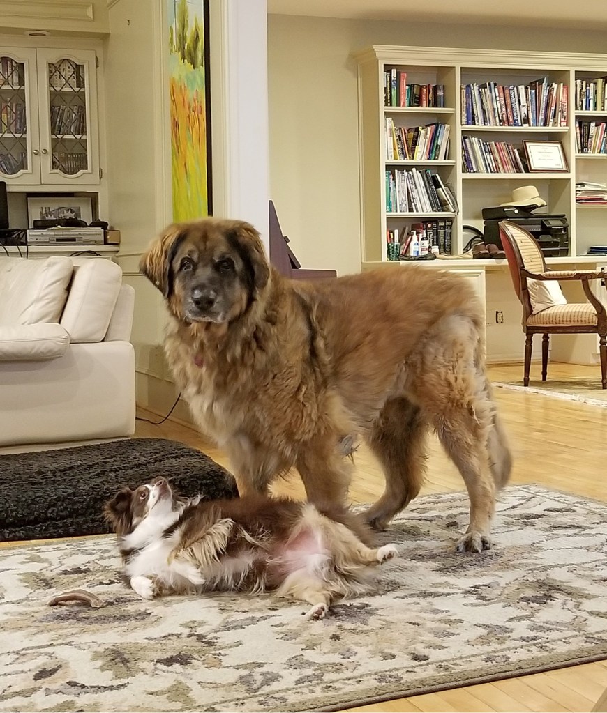 A mini-Australian Shepherd is lying on his side as in front of Bronco as if he wants a belly rub.