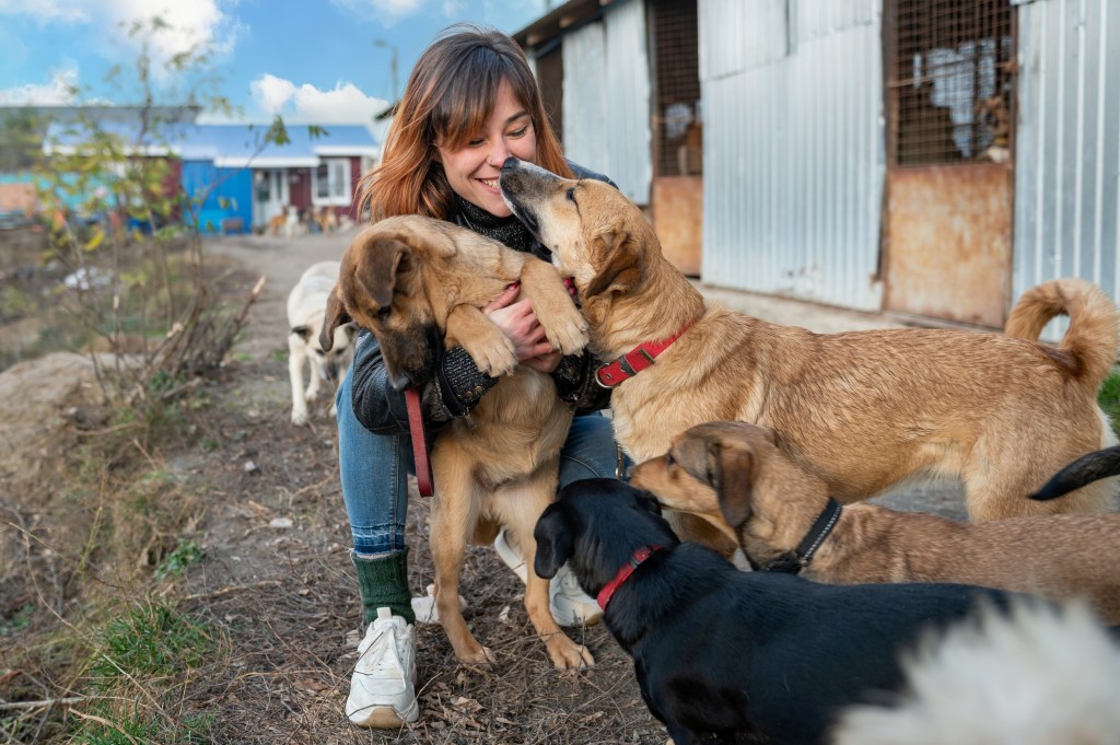 A woman with at least five dogs. She is caressing them.