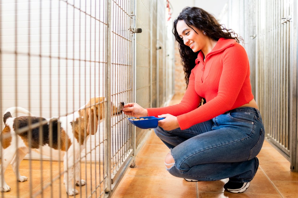 A woman in a red sweater feeding a beagle in a cage.