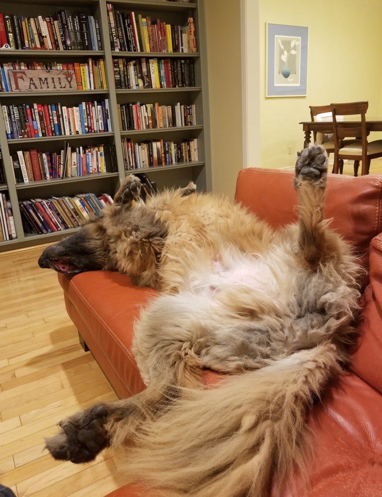 A big brown Leonberger dog lying on his back on a leather sofa.