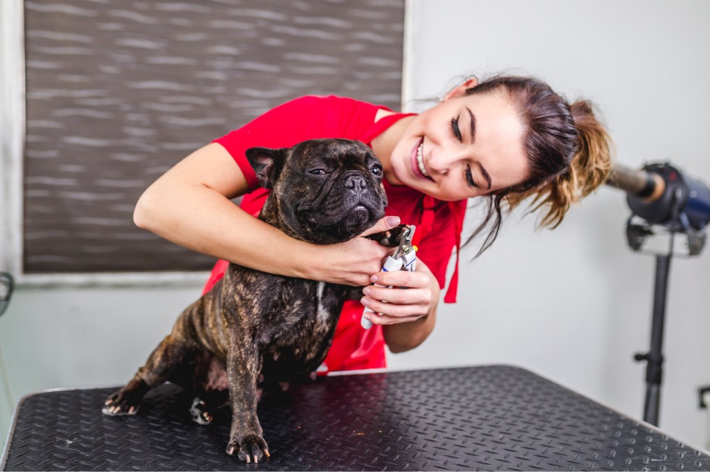 Female groomer cutting French bulldog's nails at grooming salon.