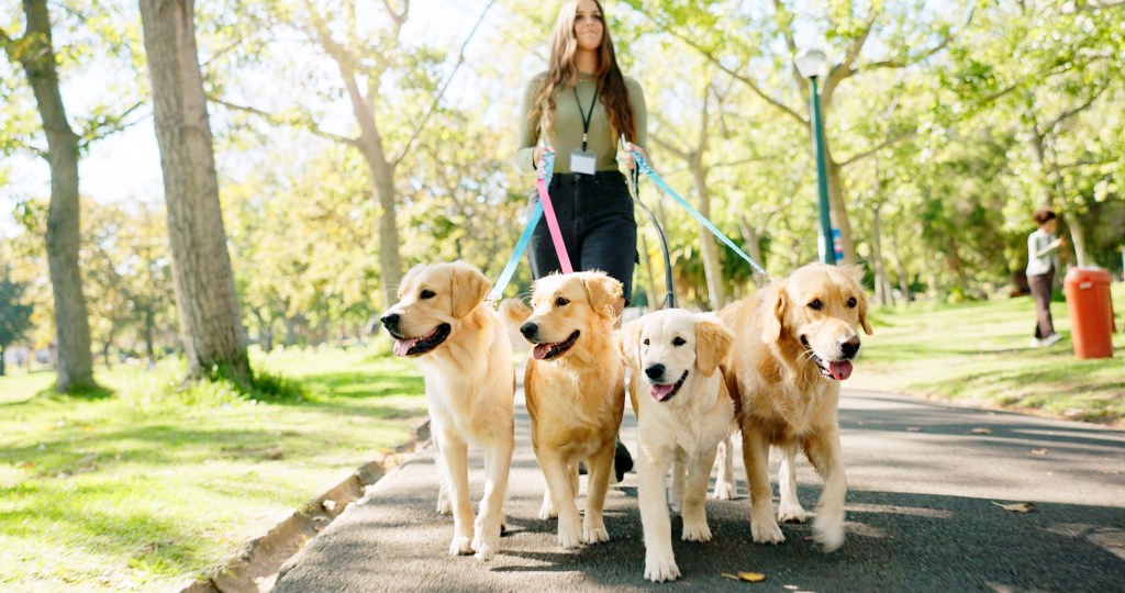 Woman, walking dogs in park for exercise or pet care, outdoor activity in United Kingdom. Female trainer, wellness and golden retriever on leash in garden path, service for animals in summer.