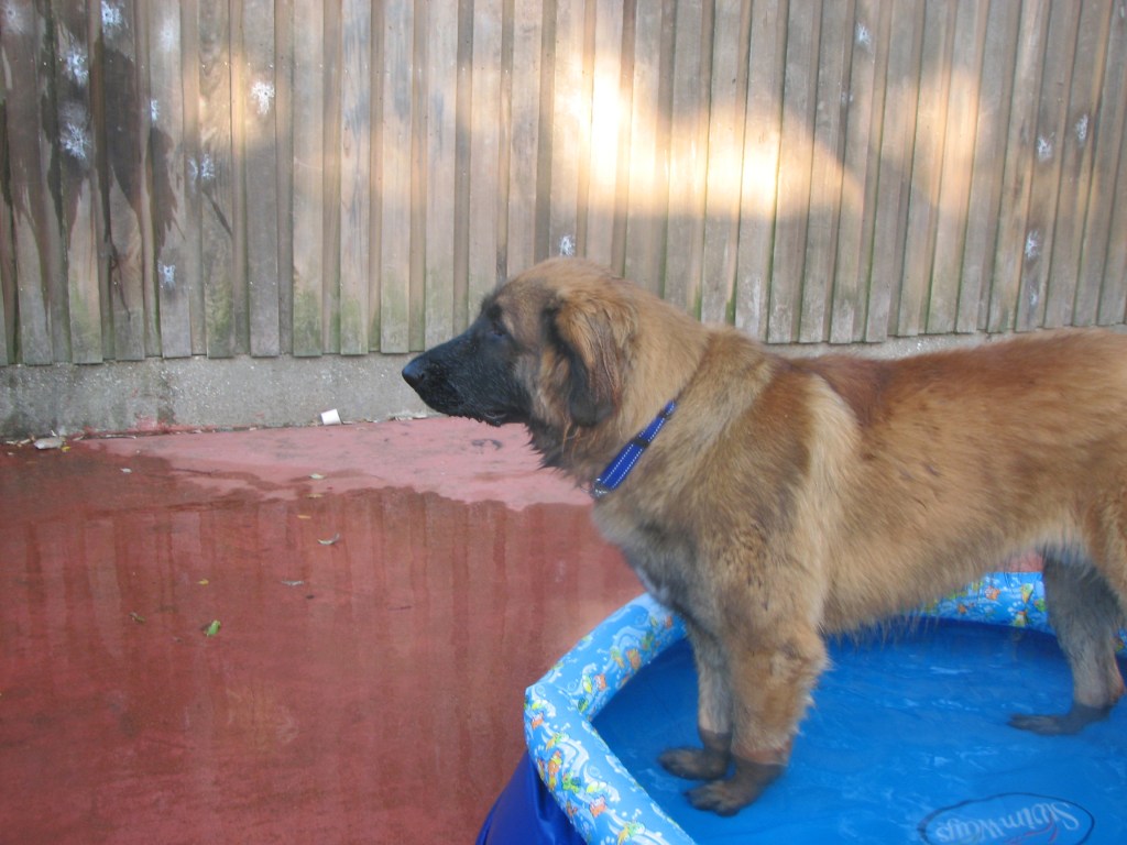 Bronco is standing in a blue kiddie pool. He is getting washed.