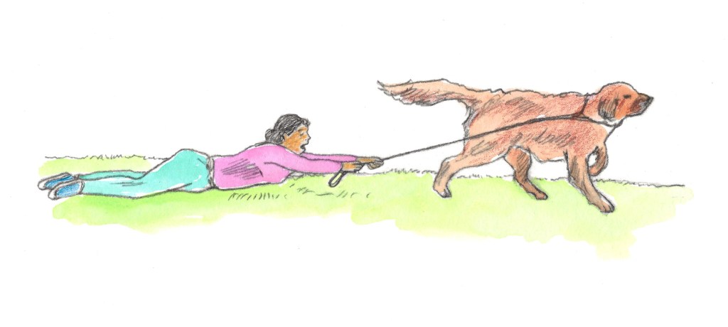 An illustration of our Leonberger Bronco dragging my wife who is lying flat on the ground.