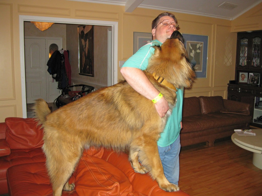 Our Leonberger dog is standing on a red sofa. He is stretching to give me a hug,