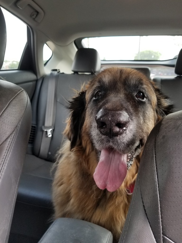 A big Leonberger head between the front car seats.