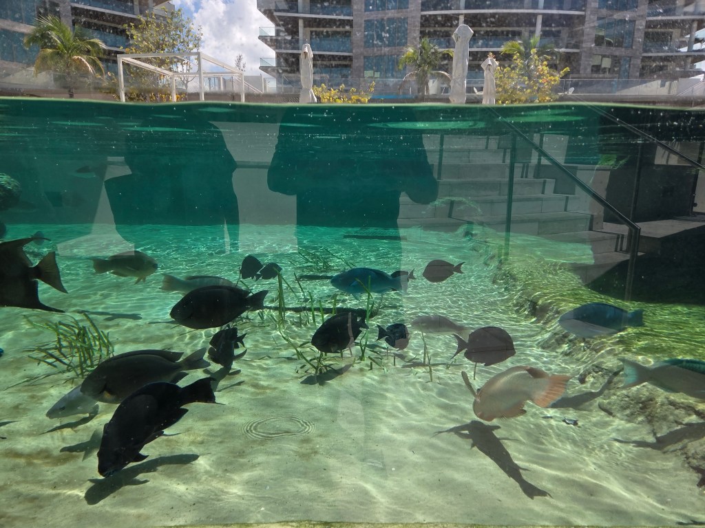 You can see lots of fish but there is also a lot of reflections resulting in a strange photo.