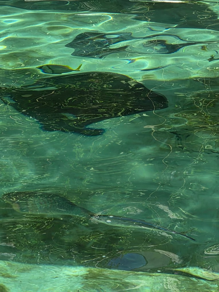 A black blob in water, which is a sting ray.