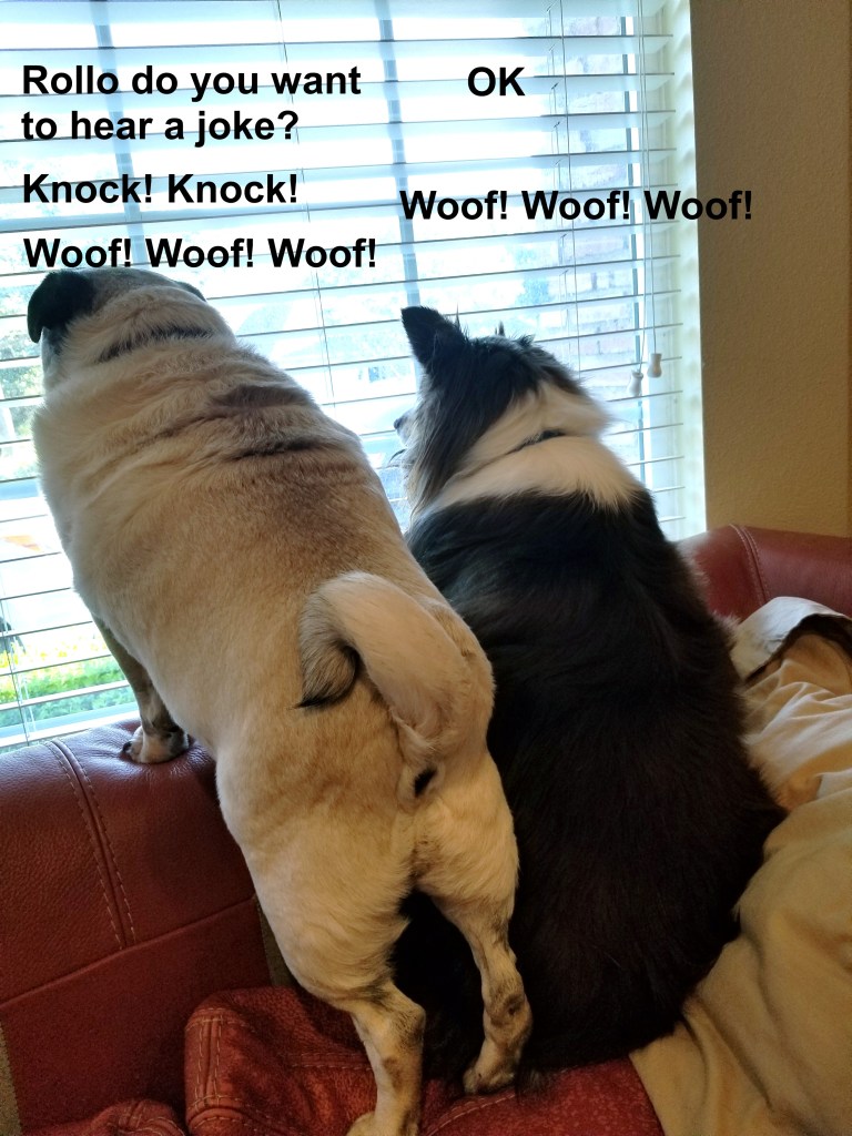 A pug and a mini-Australian Shepherd are standing on the sofa looking out the window. The joke goes: Daisy says : Rollo do you want to hear a joke? Rollo says OK. Daisy says Knock! Knock! They both start barking like crazy.