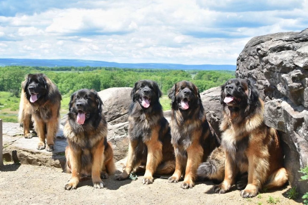 Five large Leonbergers standing in front of some rock formations.