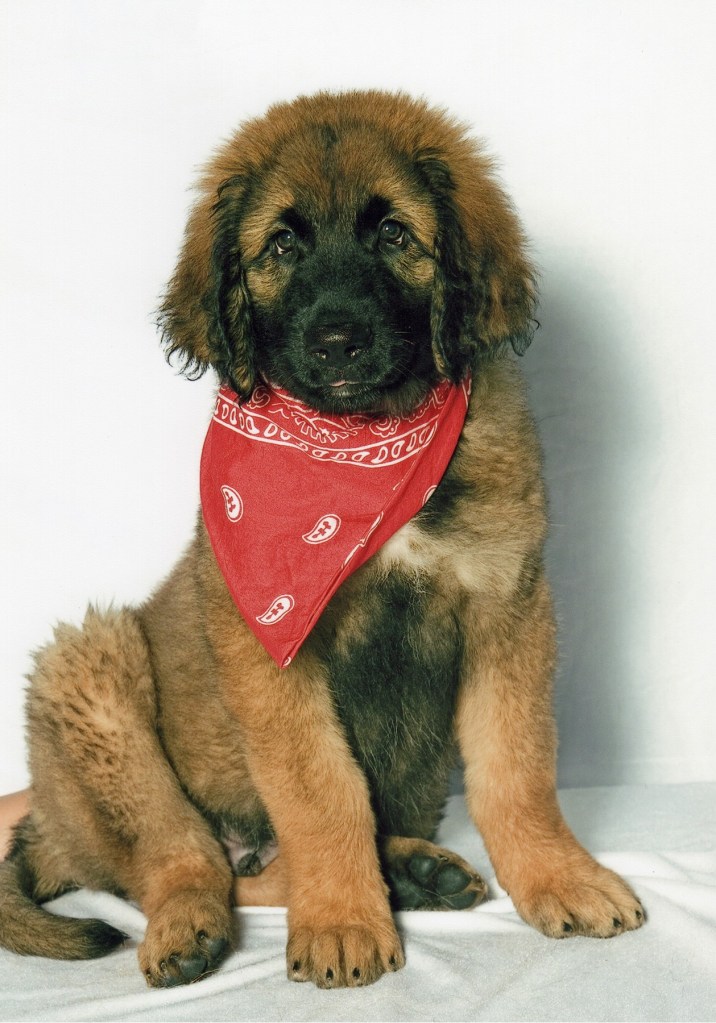 This is color photo of our Leonberger puppy Bronco at three months old. He is sitting and staring at the camera. He is wearing a silk scarf.