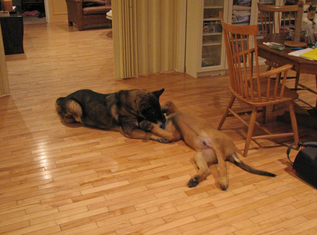 The German Shepherd is lying on the floor and the Leonberger puppy is on his back.