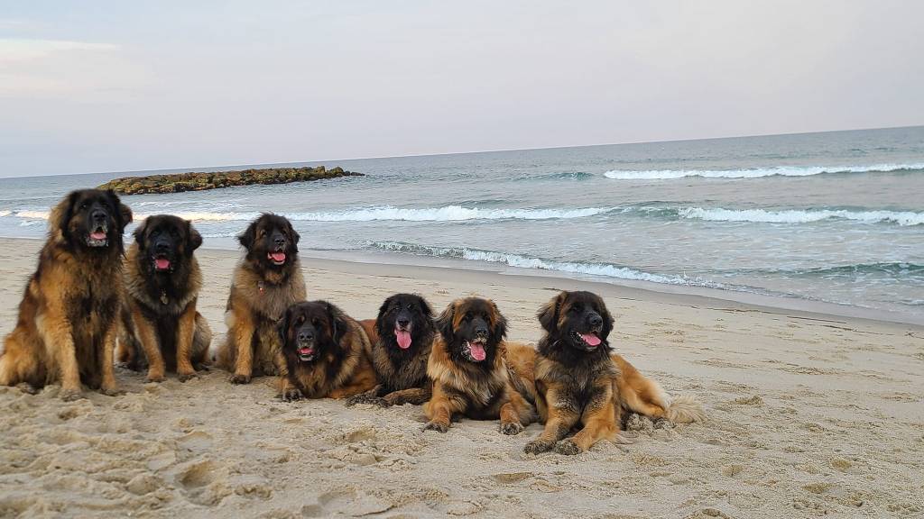 Seven Leonbergers lying or sitting on the sand on a beach.