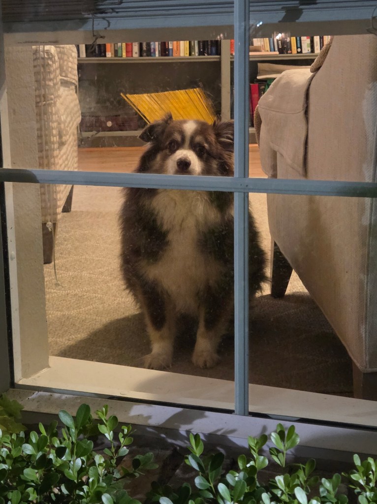 Mini-Australian Shepherd looking out a window with grids. You can see the room in the background.