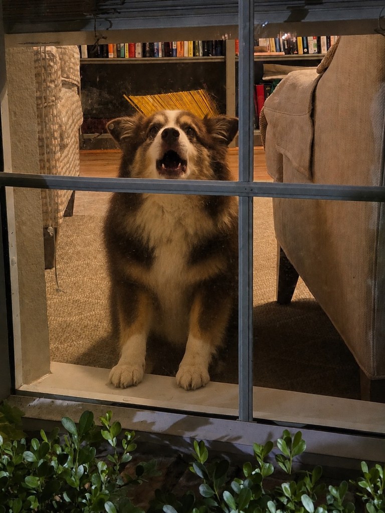 I generated this picture with the help of ChatGPT. It is a picture of Rollo standing in the window and barking. It is slightly different from the previous picture with Rollo barking out the window.
