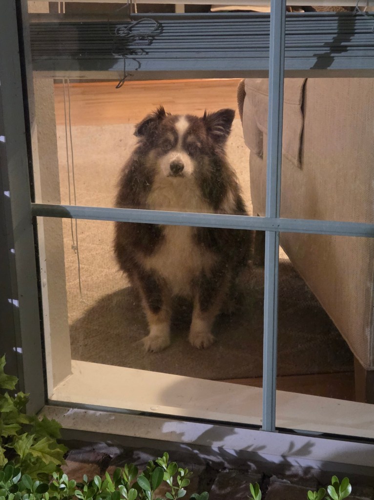 Rollo our dark brown and white mini-Australian Shepherd is standing in front of the window looking out.