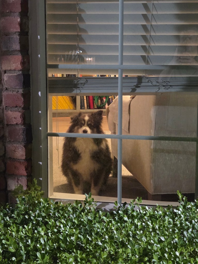 Rollo our dark brown and white mini-Australian Shepherd is standing in front of the window looking out. The photo is from a larger distance so you can see the brick wall.