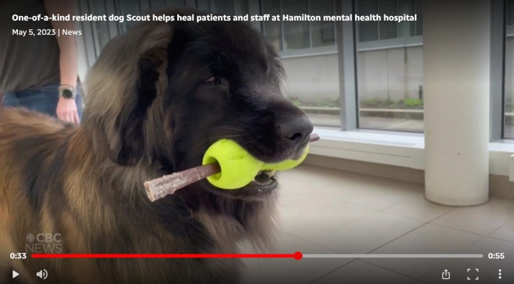By clicking on the video you’ll see the video about the therapy dog Scout.