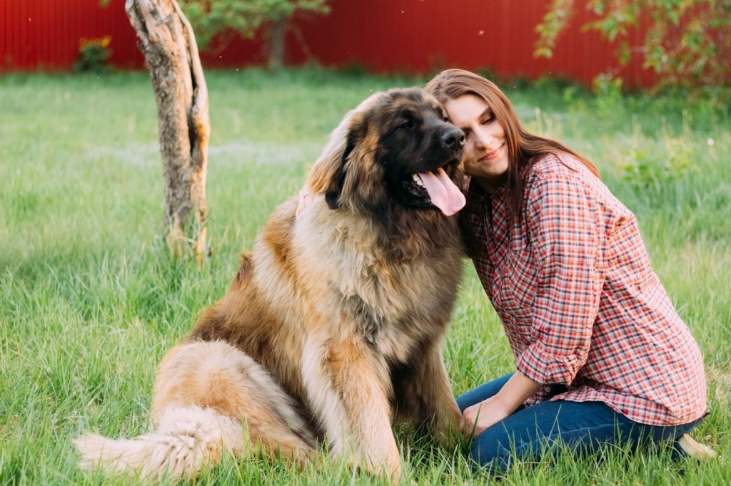 A pretty dark-haired Caucasian girl in a plaid shirt hugs her cute Leonberger dog, concept of friendship and loyalty.