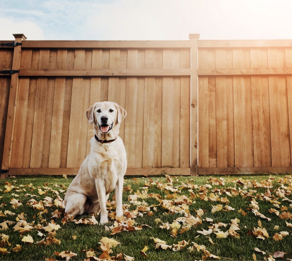 Backyard, relax and portrait of dog on grass for obedience, support and fun in leaves in sunshine. Nature, foliage and Labrador with tongue out in garden by fence.