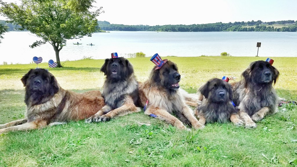 Five Leonbergers lying in the grass. They are wearing hats showing the American flag.