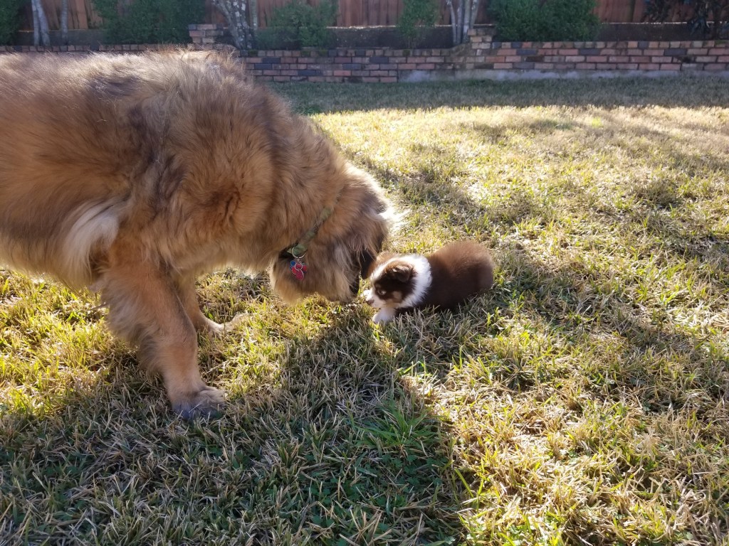 The photo shows our big Leonberger on the left and our little mini-Australian Shepherd puppy Rollo on the right. They are in the backyard.