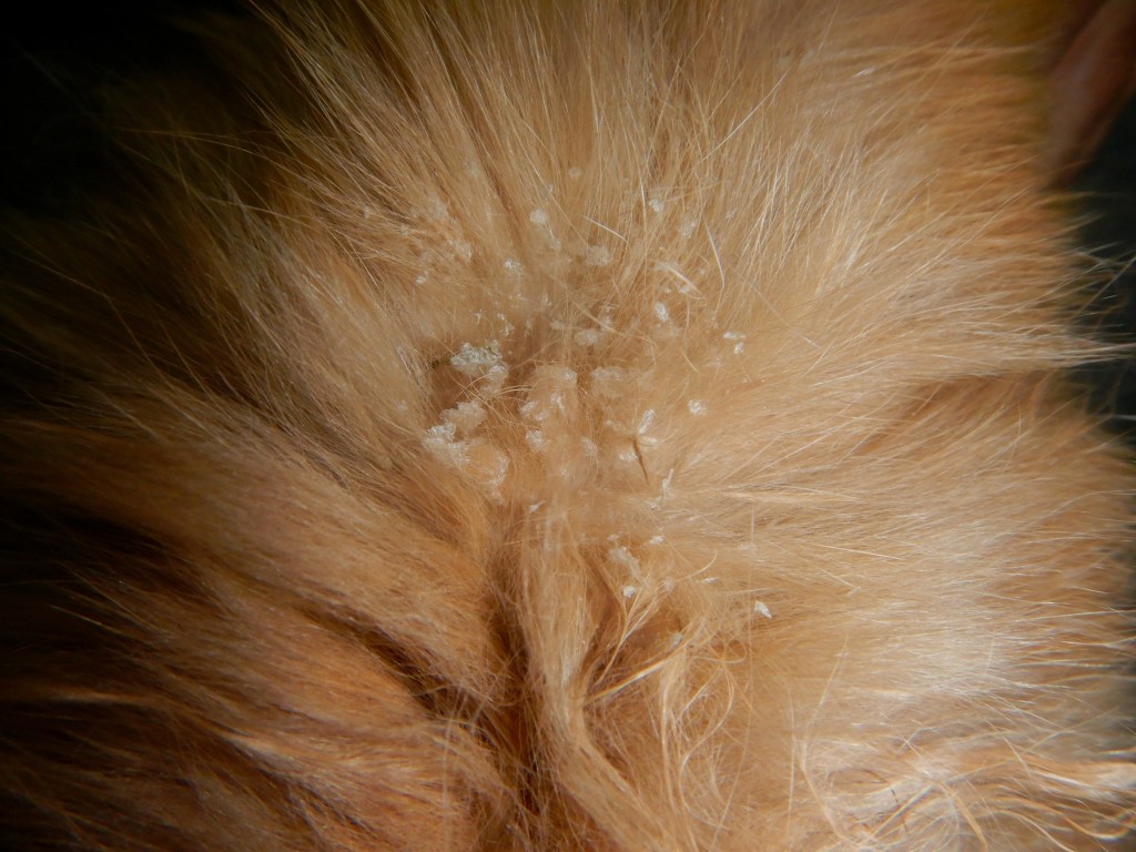 Backside of rabbit. There’s dandruff in the fur.