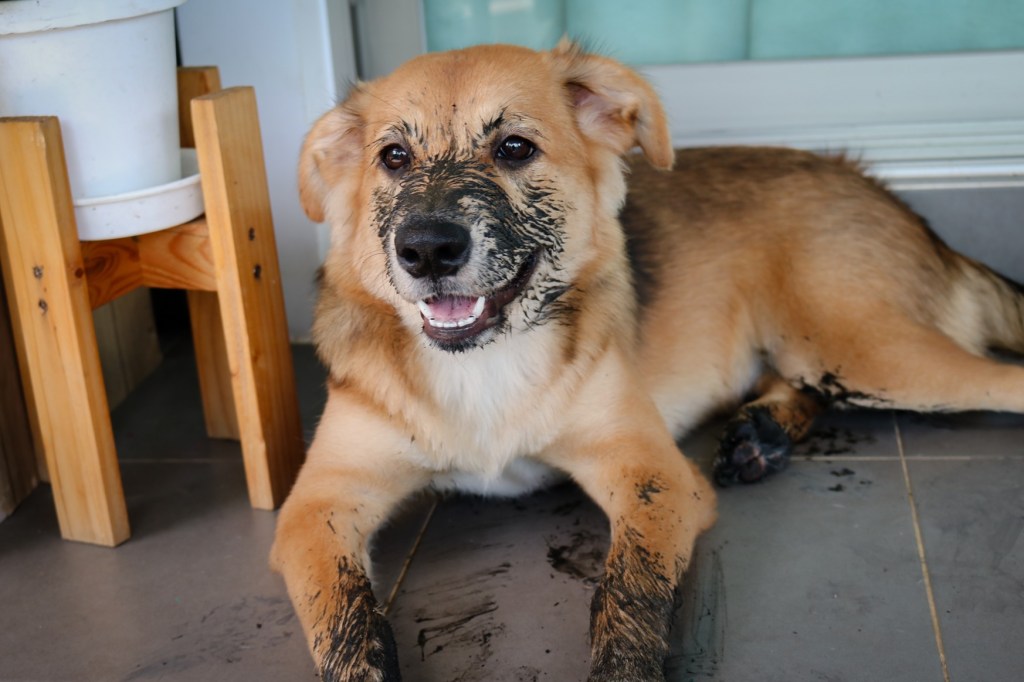 A muddy dog lying on tile floor.