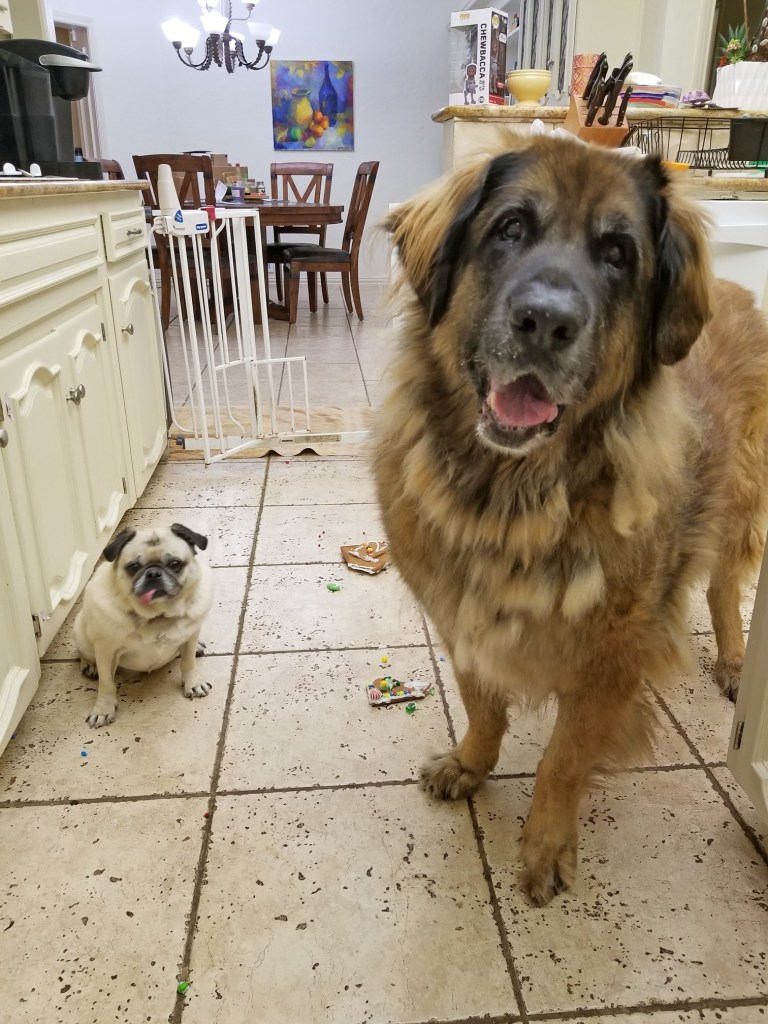 Our Leonberger Bronco and Pug Daisy are in kitchen with pieces of a gingerbread house in front of them on the floor. They are looking into the camera.