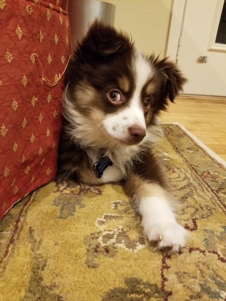 A dark brown and white mini-Australian Shepherd peering from behind a sofa.