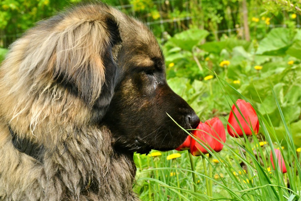 A Leonberger is sniffing two pinkish-reddish tulips.