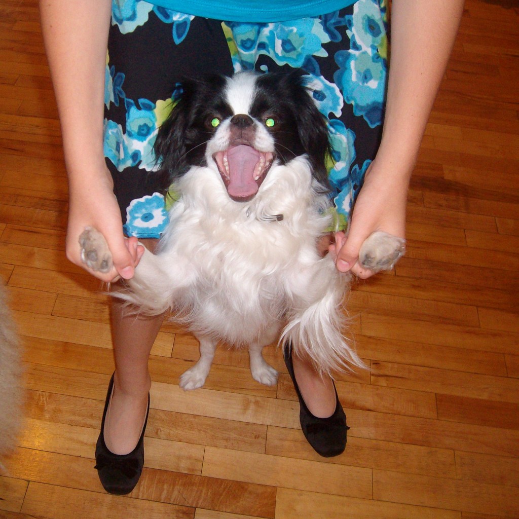 The photo shows the bottom half of a girl hold the front paws of a happy black and white Japanese Chin. The dog’s mouth is wide open.