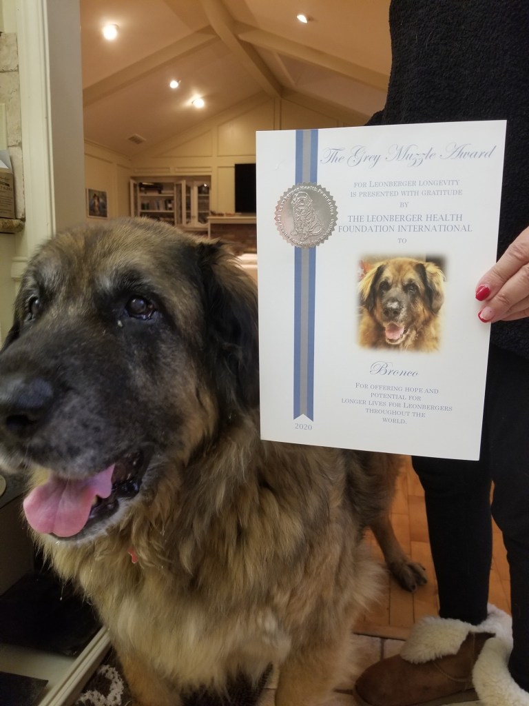 My wife holds the diploma standing next to our Leonberger Bronco. The diploma says, “The Grey Muzzle Award for Leonberger Longevity is Presented with Gratitude by The Leonberger Health Foundation International to Bronco for offering hope and potential for longer lives for Leonbergers throughout the world.”