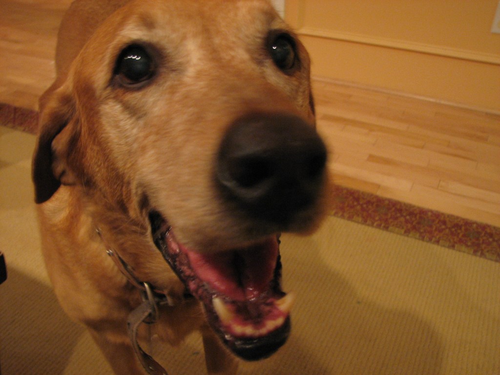 A close up photo of a yellow lab.