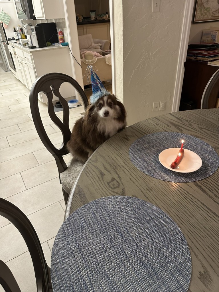 Our mini-Australian Shepherd is sitting on a chair by the kitchen table. On the table there is hot dog with two candles. He is looking into the camera.