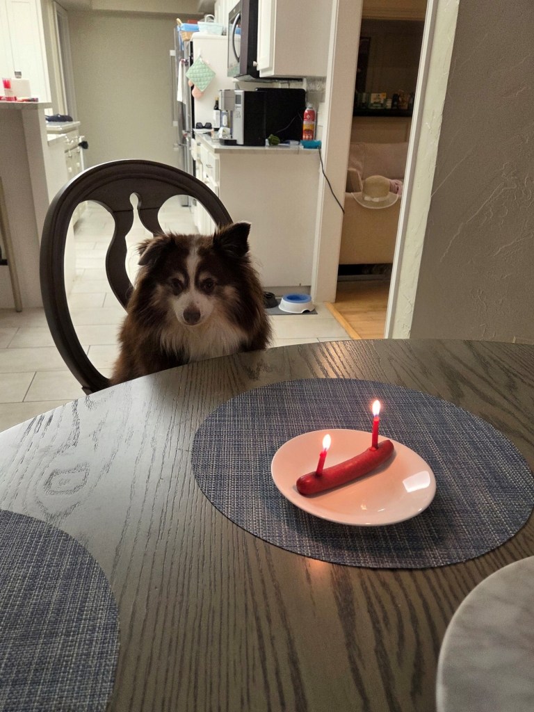 The photo shows Rollo sitting on a chair but without his blue party hat.